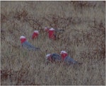 Galah. Foraging flock of adults, with one juvenile centre front. Ponui Island, February 2013. Image © Colin Miskelly by Colin Miskelly.