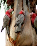 Galah. Four adults feeding on a palm. Alice Springs, Northern Territory, Australia, March 2013. Image © Perla Tortosa by Perla Tortosa.