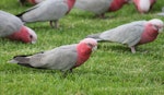 Galah. Flock foraging. Alice Springs, Northern Territory, Australia, March 2013. Image © Perla Tortosa by Perla Tortosa.