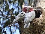 Galah. Pair at nest, female on left. Perth, October 2014. Image © Marie-Louise Myburgh by Marie-Louise Myburgh.