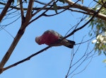 Galah. Sitting in tree. Kangaroo Island, South Australia, September 2013. Image © Alan Tennyson by Alan Tennyson.