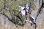 Galah. Flocking on approach to waterhole. Wyndham, Western Australia, August 2019. Image © Mark Lethlean by Mark Lethlean.