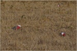 Galah. Three adults foraging on the ground. Ponui Island, February 2013. Image © Colin Miskelly by Colin Miskelly.