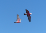 Galah. In flight. Farina, South Australia, October 2013. Image © Alan Tennyson by Alan Tennyson.