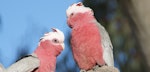 Galah. Close-up of male and female, showing difference in eye colour (male on left). Canberra, Australia., July 2016. Image © RM by RM.