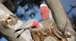 Galah. Male (dark iris) examines the nesting hollow while the female (red iris) watches on. Canberra, Australia, July 2016. Image © RM by RM.