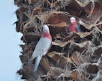 Galah. Pair preparing a nest high up in a palm tree, male on left. Quinns Rocks, Western Australia, July 2015. Image © Marie-Louise Myburgh by Marie-Louise Myburgh.