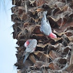 Galah. Pair preparing a nest high up in a palm tree, male on left. Quinns Rocks, Western Australia, July 2015. Image © Marie-Louise Myburgh by Marie-Louise Myburgh.