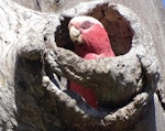 Galah. Adult female at nest entrance. Canberra, December 2017. Image © R.M. by R.M..