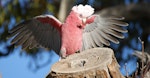 Galah. Male with erect crest and arched wings in courtship display to a female (out of shot) at the entrance to a nesting hollow. Canberra, Australia., July 2016. Image © RM by RM.