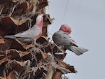 Galah. Pair preparing a nest high up in a palm tree, male on right. Quinns Rocks, Western Australia, July 2015. Image © Marie-Louise Myburgh by Marie-Louise Myburgh.