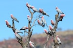 Galah. Flocking on approach to waterhole. Wyndham, Western Australia, August 2019. Image © Mark Lethlean by Mark Lethlean.