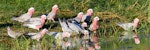 Galah. Flocking at waterhole. Wyndham, Western Australia, August 2019. Image © Mark Lethlean by Mark Lethlean.