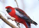 Crimson rosella. Adult. Canberra, Australia, March 2016. Image © R.M. by R.M..