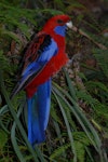 Crimson rosella. Adult male. Blue Mountains, New South Wales, Australia, November 2009. Image © Peter Reese by Peter Reese.