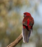 Crimson rosella. Perched adult. Melbourne, Victoria, Australia, March 2012. Image © Sonja Ross by Sonja Ross.