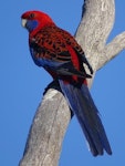 Crimson rosella. Adult. Canberra, Australia, October 2018. Image © R.M. by R.M..