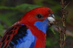 Crimson rosella. Adult male head. Blue Mountains, New South Wales, Australia, November 2009. Image © Peter Reese by Peter Reese.