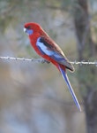 Crimson rosella. Adult. Canberra, Australia, April 2016. Image © R.M. by R.M..