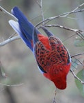 Crimson rosella. Adult. Canberra, Australia, April 2016. Image © R.M. by R.M..