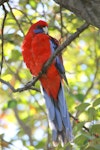 Crimson rosella. Adult. Canberra, Australia, May 2016. Image © R.M. by R.M..