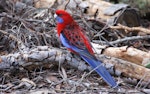 Crimson rosella. Adult. Canberra, Australia, June 2016. Image © R.M. by R.M..