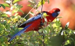 Crimson rosella. Adult. Canberra, Australia, May 2016. Image © R.M. by R.M..