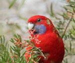 Crimson rosella. Immature bird feeding. Kambah, Australian Capital Territory, July 2016. Image © Glenn Pure 2016 birdlifephotography.org.au by Glenn Pure.