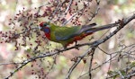 Crimson rosella. Immature bird feeding on hawthorn berries.. Melbourne, Victoria, Australia, May 2013. Image © Sonja Ross by Sonja Ross.