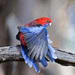 Crimson rosella. Adult stretching wing. Devils Bend, Victoria, Australia, April 2019. Image © Mark Lethlean by Mark Lethlean.