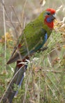 Crimson rosella. Juvenile. Canberra, Australia, February 2016. Image © R.M. by R.M..