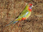 Crimson rosella. Juvenile. Canberra, Australia, May 2017. Image © R.M. by R.M..