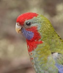 Crimson rosella. Juvenile. Kambah, Australian Capital Territory, January 2019. Image © Glenn Pure 2019 birdlifephotography.org.au by Glenn Pure.