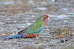 Crimson rosella. Juvenile. Kangaroo Island, South Australia, March 2019. Image © Mark Lethlean by Mark Lethlean.