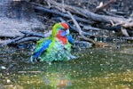 Crimson rosella. Juvenile bathing. Kangaroo Island, South Australia, March 2019. Image © Mark Lethlean by Mark Lethlean.