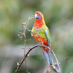 Crimson rosella. Juvenile. Red Hill, Victoria, Australia, September 2020. Image © Mark Lethlean by Mark Lethlean.