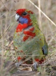 Crimson rosella. Juvenile. Canberra, Australia, May 2016. Image © R.M. by R.M..