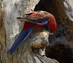 Crimson rosella. Bird at tree hollow. Melbourne, Victoria, Australia, October 2007. Image © Sonja Ross by Sonja Ross.