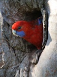 Crimson rosella. Adult in nesting hollow. Canberra, Australia, October 2015. Image © R.M. by R.M..