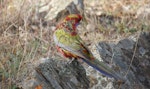 Crimson rosella. Juvenile. Canberra, Australia, May 2016. Image © R.M. by R.M..