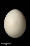 Crimson rosella. Egg 29.6 x 23.5 mm (NMNZ OR.025622, collected by Roy Bell). Norfolk Island, November 1912. Image © Te Papa by Jean-Claude Stahl.