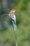 Eastern rosella | Kākā uhi whero. Adult on palm tree shoot in garden. South Auckland, January 2015. Image © Marie-Louise Myburgh by Marie-Louise Myburgh.