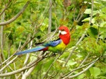 Eastern rosella | Kākā uhi whero. Adult male perching. Birkenhead, Auckland, November 2009. Image © Josie Galbraith by Josie Galbraith.