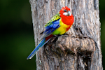 Eastern rosella | Kākā uhi whero. Adult male on kanuka. Orongo Bay, Russell, September 2014. Image © Les Feasey by Les Feasey.