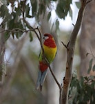 Eastern rosella | Kākā uhi whero. Front view of perching adult male. Geelong area, Victoria, Australia, September 2008. Image © Sonja Ross by Sonja Ross.