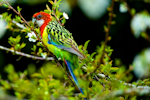 Eastern rosella | Kākā uhi whero. Adult eating blossoms. Orongo Bay, Russell, September 2014. Image © Les Feasey by Les Feasey.