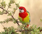 Eastern rosella | Kākā uhi whero. Adult male feeding on Pyracantha fruit. Kambah, Australian Capital Territory, March 2017. Image © Glenn Pure 2017 birdlifephotography.org.au by Glenn Pure.