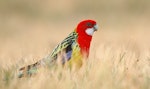 Eastern rosella | Kākā uhi whero. Adult male on ground. Kambah, Australian Capital Territory, October 2017. Image © Glenn Pure 2017 birdlifephotography.org.au by Glenn Pure.