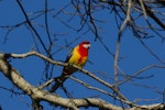 Eastern rosella | Kākā uhi whero. Adult male showing red on breast. North Shore Auckland, July 2009. Image © Peter Reese by Peter Reese.