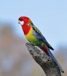 Eastern rosella | Kākā uhi whero. Adult male. Kambah, Australian Capital Territory, October 2015. Image © Glenn Pure 2016 birdlifephotography.org.au by Glenn Pure.